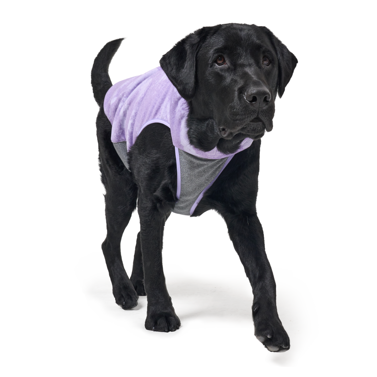 Shelter™ 紫色雙層外套